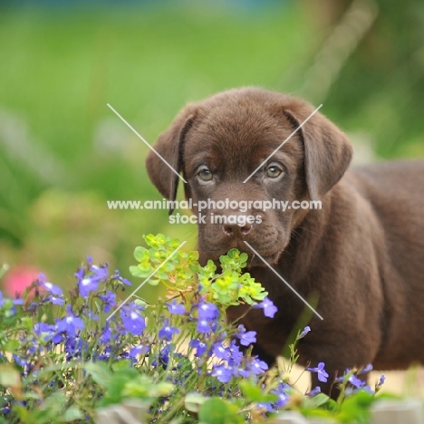 chocolate labrador puppy 7 weeks old in garden smelling flowers