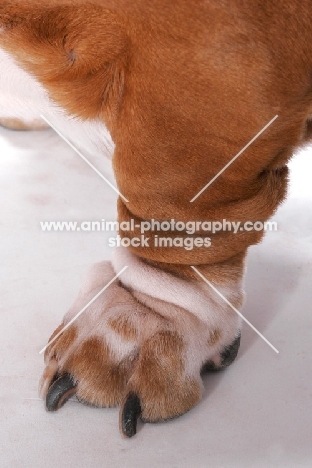 close up of Basset Hound paw