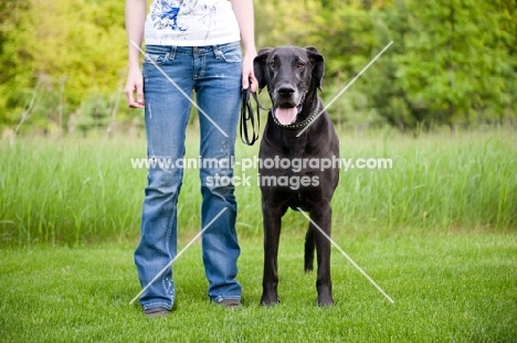 Great Dane standing by woman.