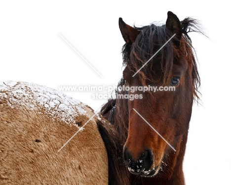 Morgan horse