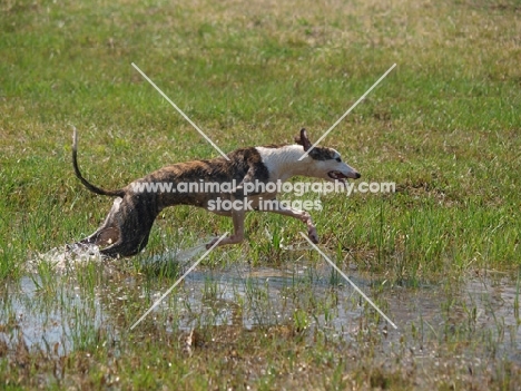 Whippet running through water