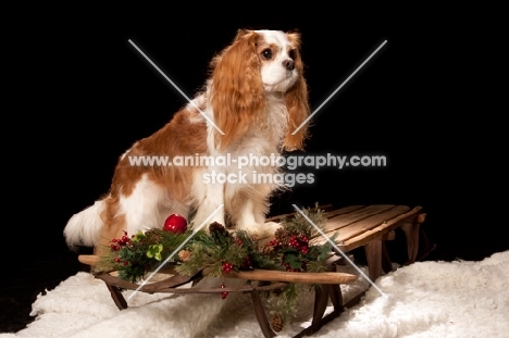 cavalier king charles spaniel on sleigh