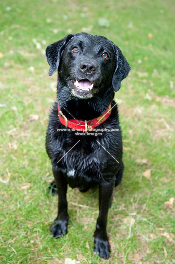 Black Labrador, wet after a swim, sitting in the grass