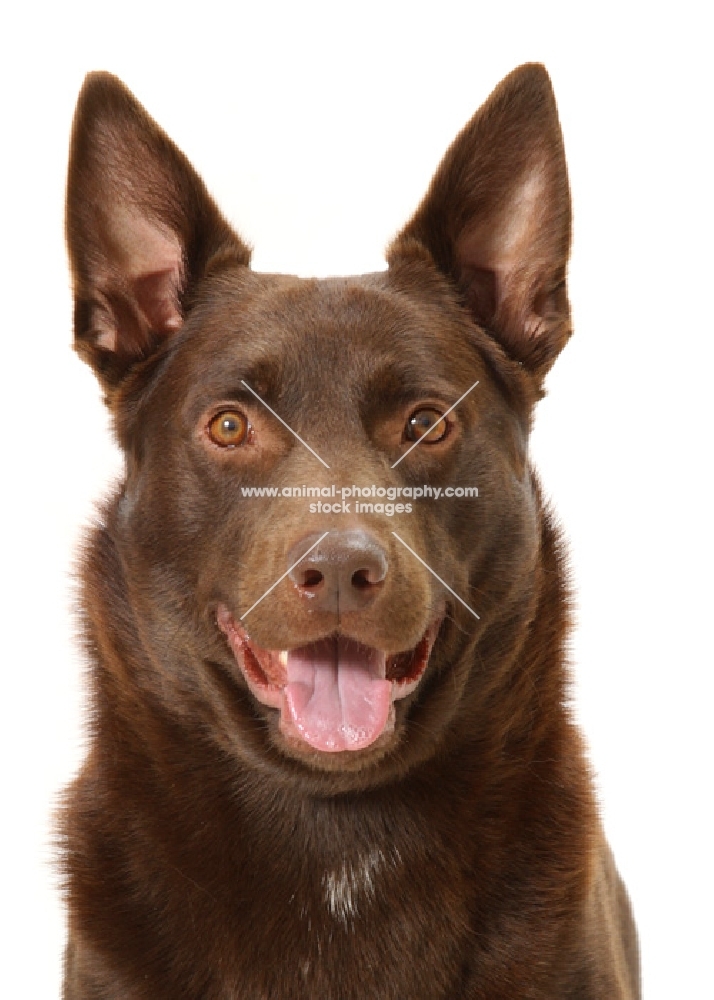 Australian Champion Kelpie on white background, front view