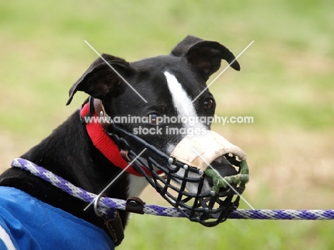 racing Whippet