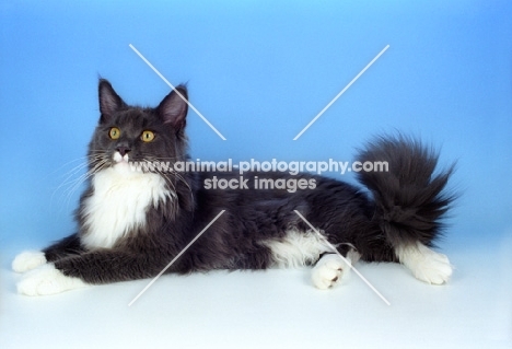 blue and white maine coon