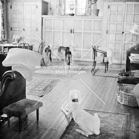 interior of jolyons the home of hope waters, burydown salukis.