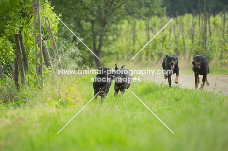 Four happy Beauceron dogs run in a field