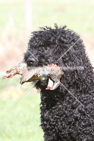 barbet with bird