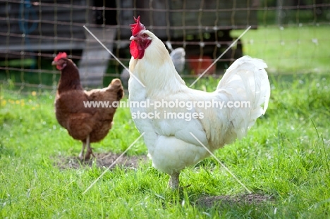 Cockerel standing in front of fence 