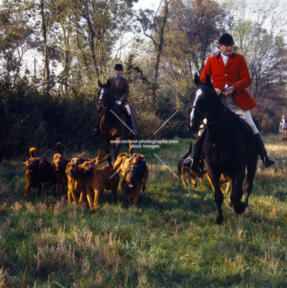 bloodhounds and horses at meet of windsor forest bloodhound pack
