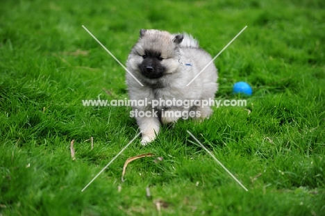 Keeshond puppy