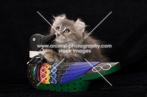 American Curl kitten and wooden duck