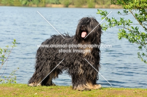 Cao da Serra de Aires (aka Portuguese Sheepdog)