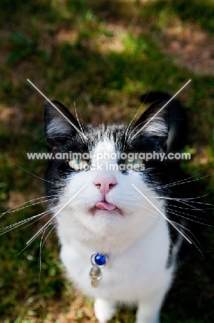 non pedigree cat looking up in expectation