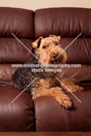 Welsh Terrier on sofa