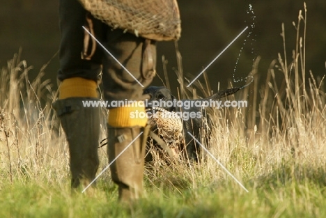 Labrador Retriever retrieving