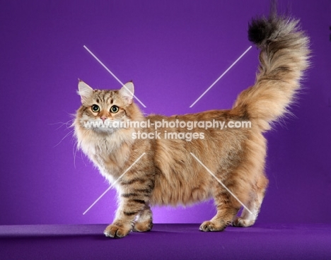 Siberian cat, tail up