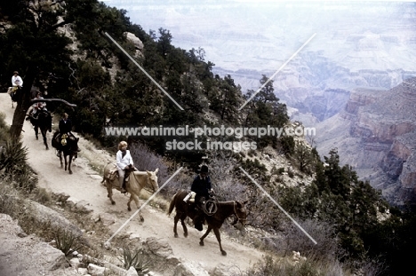 mules and riders on the bright angel trail, grand canyon