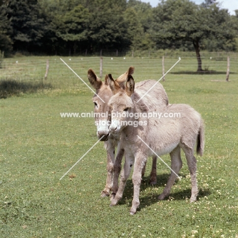 donkey and foal nuzzling