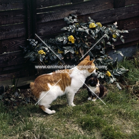 manx cat with kitten