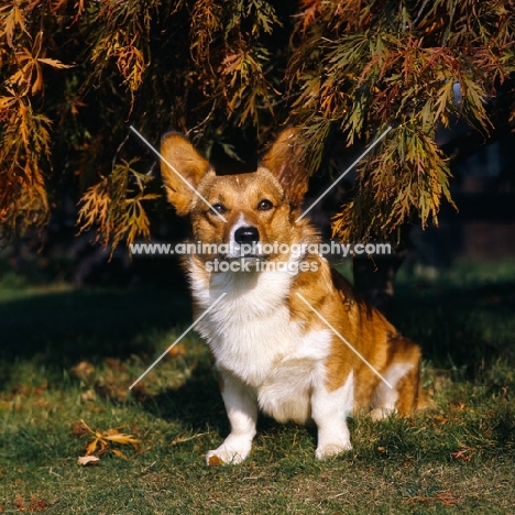 pembroke corgi sitting under a flame tree