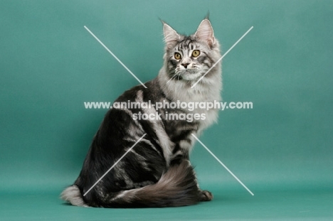Silver Classic Tabby Maine Coon, sitting down on green background