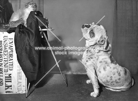 Monkey photographing a Bulldog