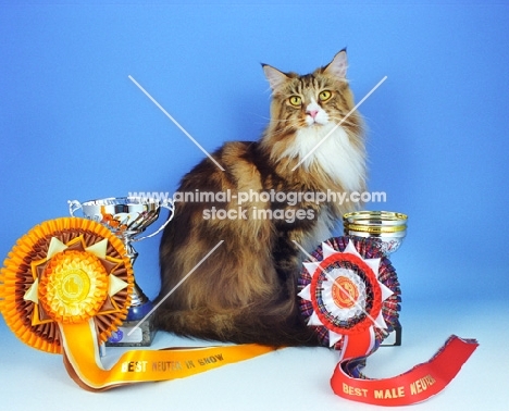 Classic Tabby and White Maine Coon with awards