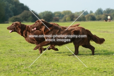 two Flat Coated Retrievers, running