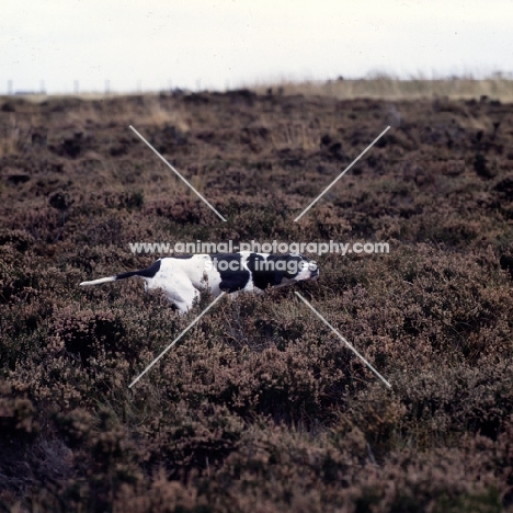 english pointer in heather on point