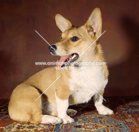 Corgi dog sitting on patterned carpet