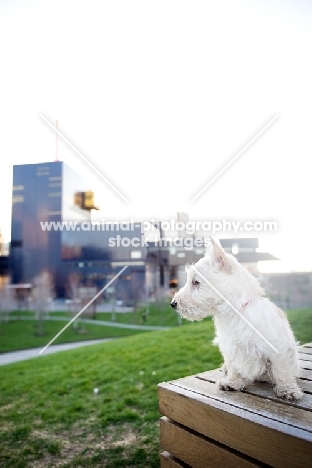 wheaten Scottish Terrier puppy sitting in front of city skyline at sunset