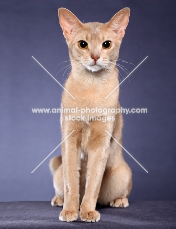 Abyssinian