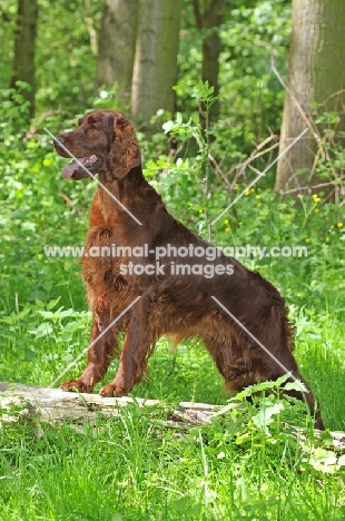 Irish Setter in forest