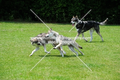 Tamaskan dogs playing on grass