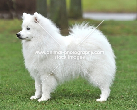 Japanese Spitz side view outside
