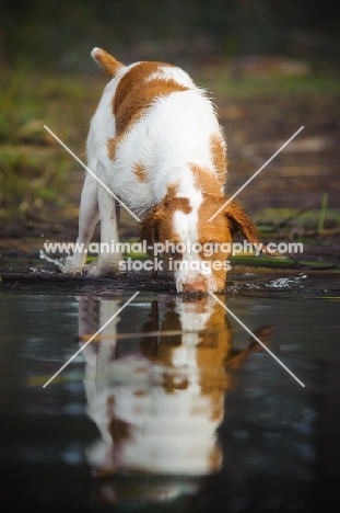 Brittany spaniel dipping into water
