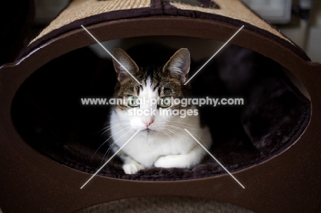 tabby and white young cat laying in oval bed