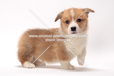 Welsh Corgi Pembroke puppy in studio