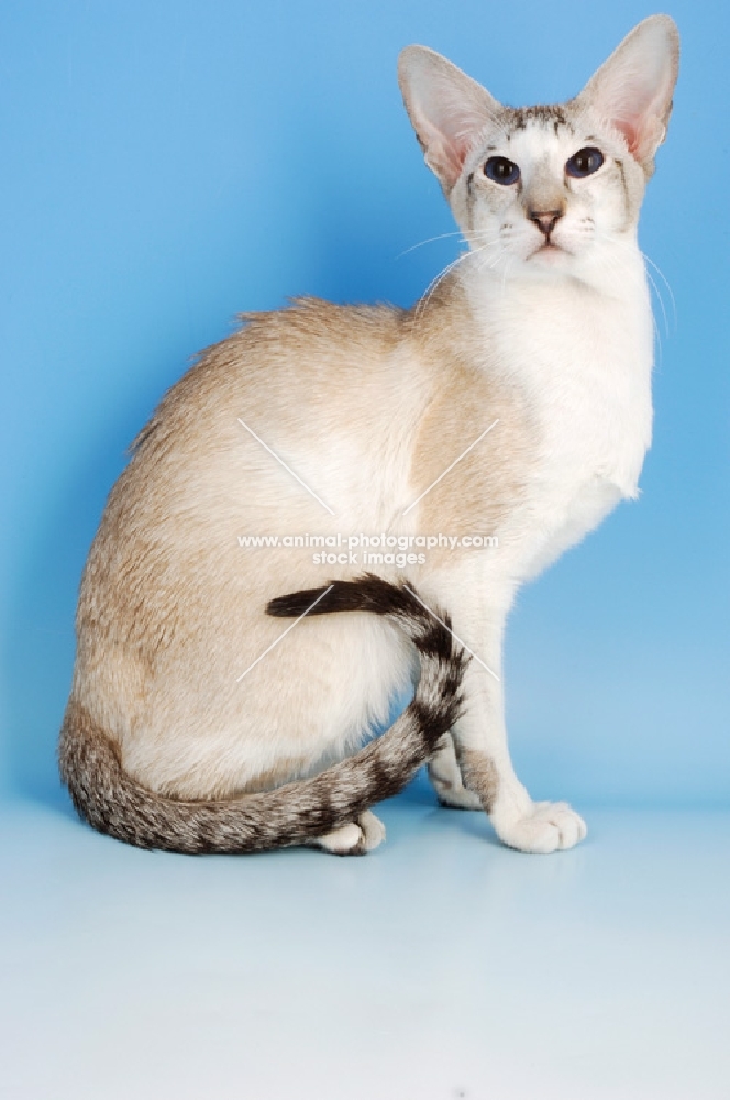 seal tabby and white oriental shorthair cat, sitting down