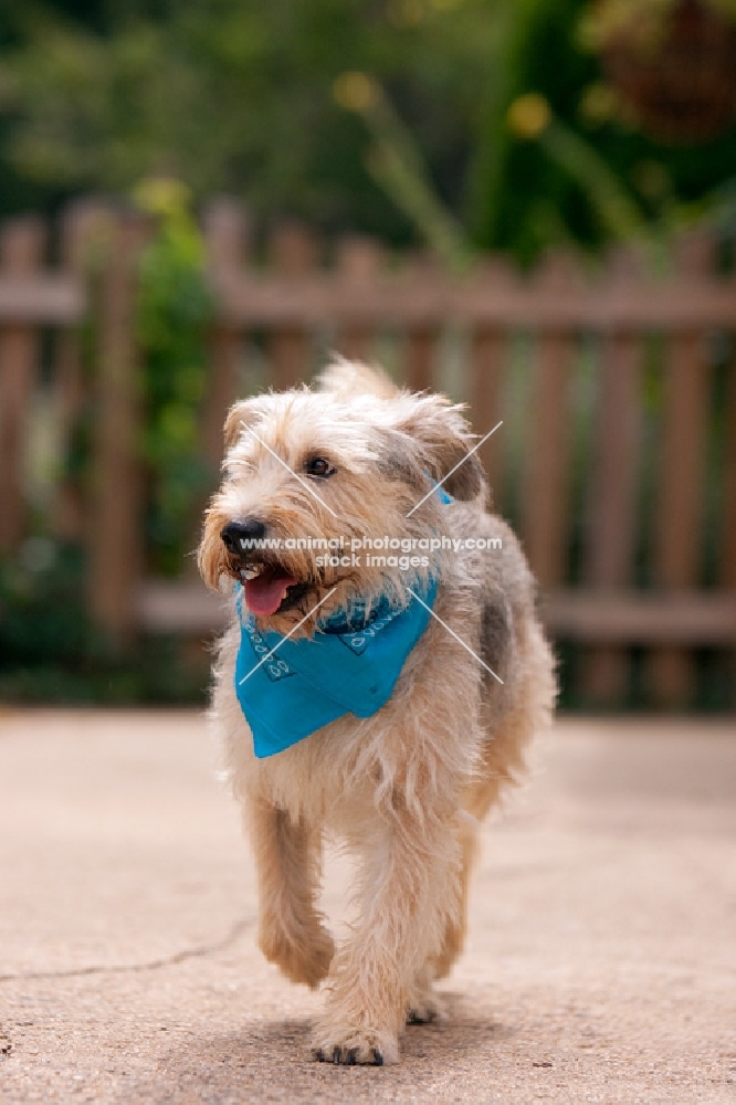 terrier mix walking