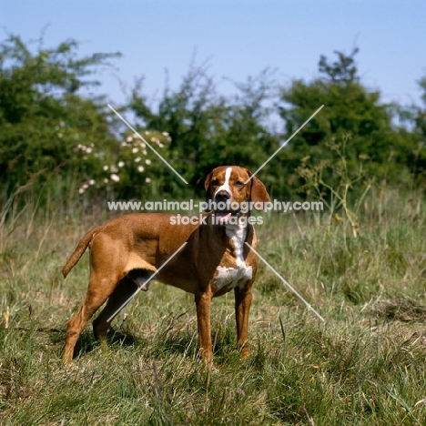  bailo d'albergaria, portuguese pointer standing in grass