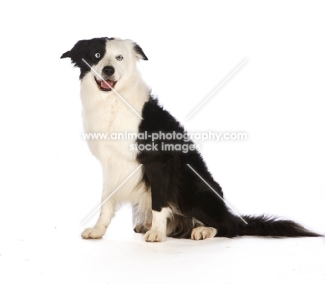 border collie on white background