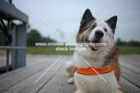 karelian bear dog resting on a dock and smiling