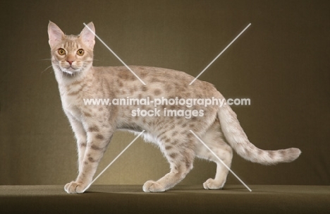 Ocicat side view, full body