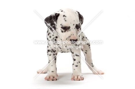 Dalmatian puppy