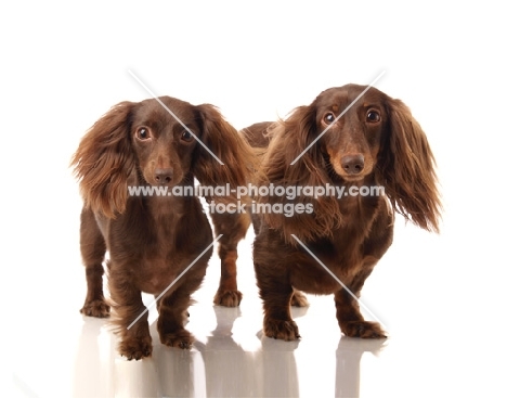 two miniature longhaired Dachshund dogs