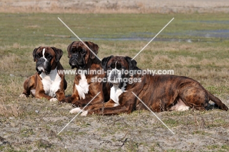 three Boxers