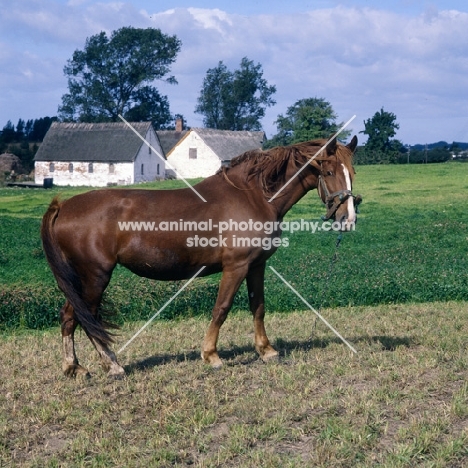 Frederiksborg wearing old fashioned head collar tethered in field